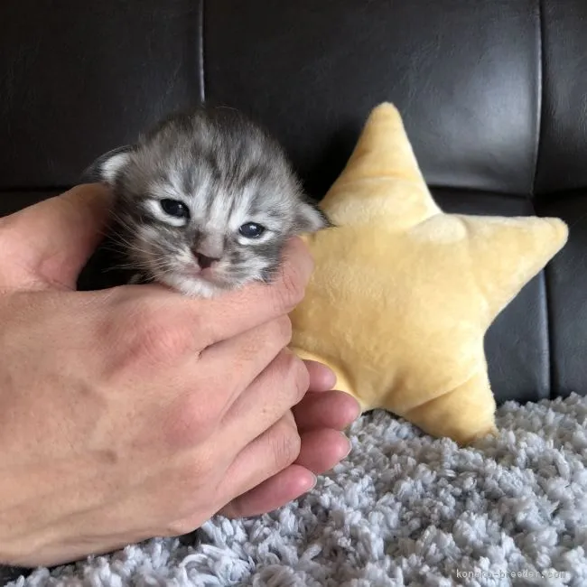 ID:2101-00884の子猫