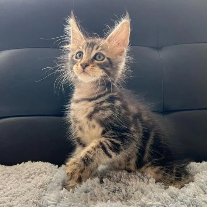 ID:2210-02123の子猫