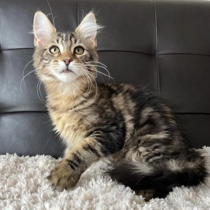 ID:2210-02125の子猫