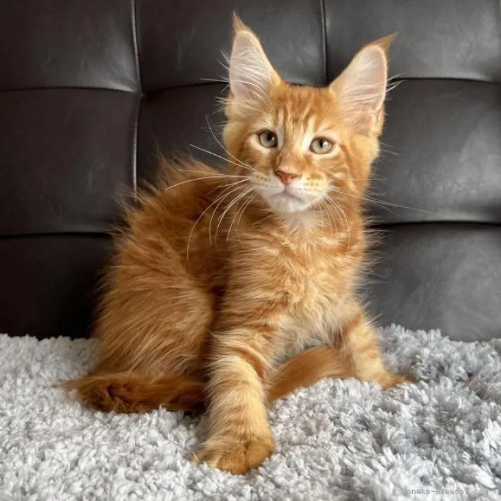 AY 様のお迎えした子猫