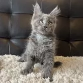 メインクーン【愛知県・女の子・2024年10月8日・ブルー】の写真1