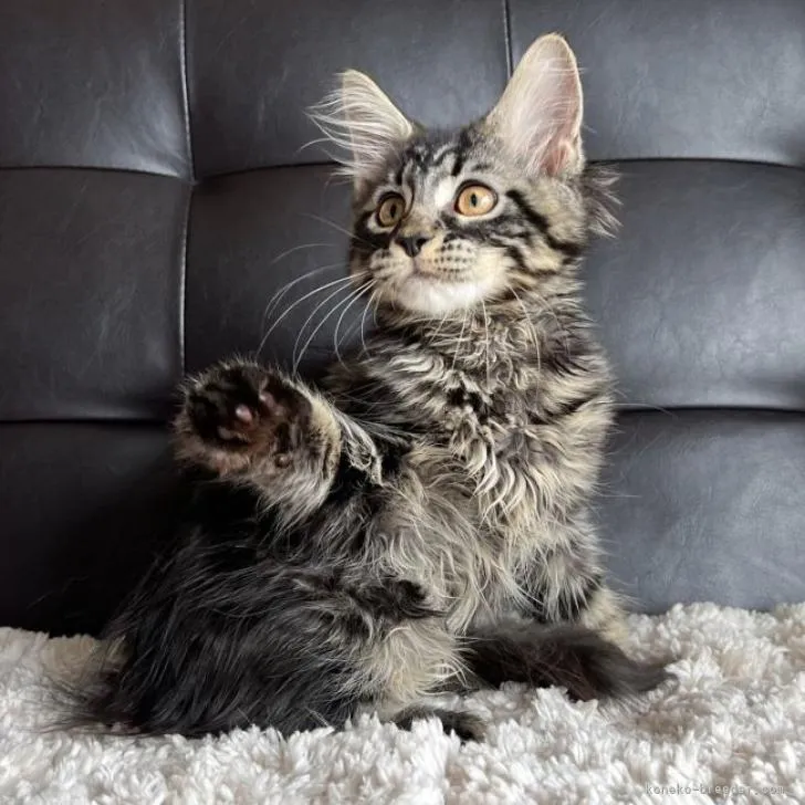 K.H 様のお迎えした子猫