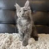 メインクーン【愛知県・女の子・2024年10月8日・ブルー】の写真2