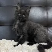 メインクーン【愛知県・女の子・2025年3月16日・ブラックスモーク】の写真10