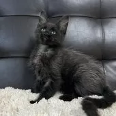 メインクーン【愛知県・女の子・2025年3月16日・ブラックスモーク】の写真11