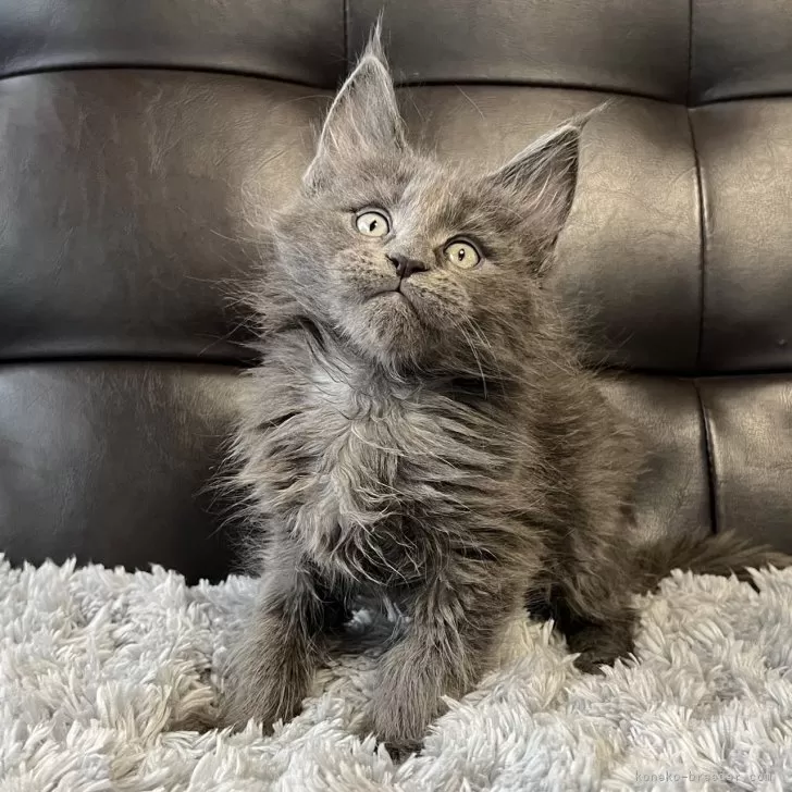 ID:2502-01210の子猫