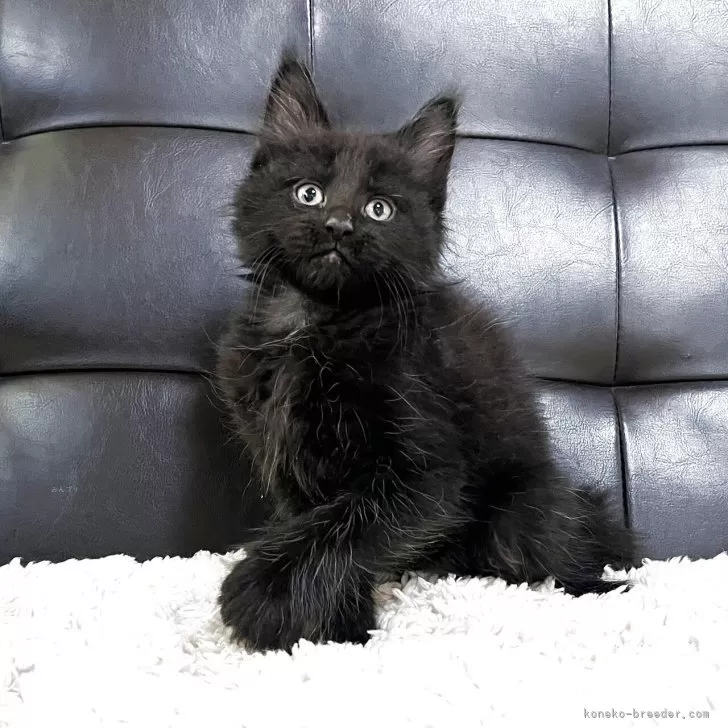 ID:2505-00904の子猫