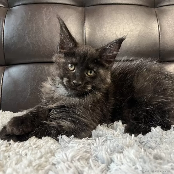 ID:2501-00654の子猫