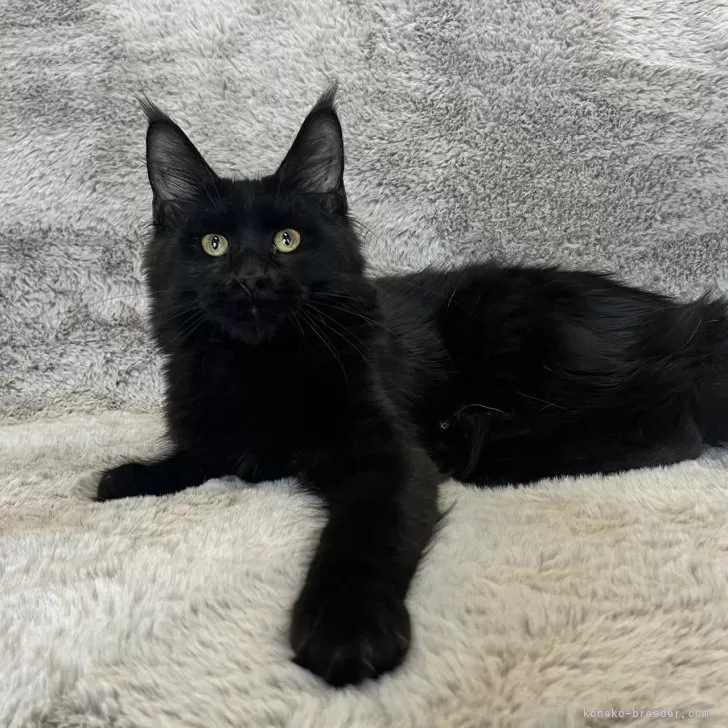 ID：2507-01731の子猫