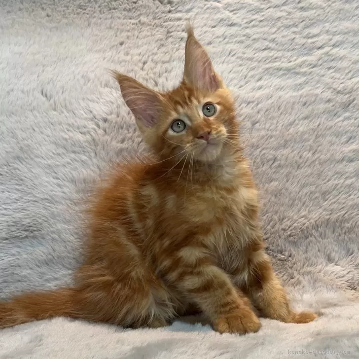 ID：2506-00346の子猫