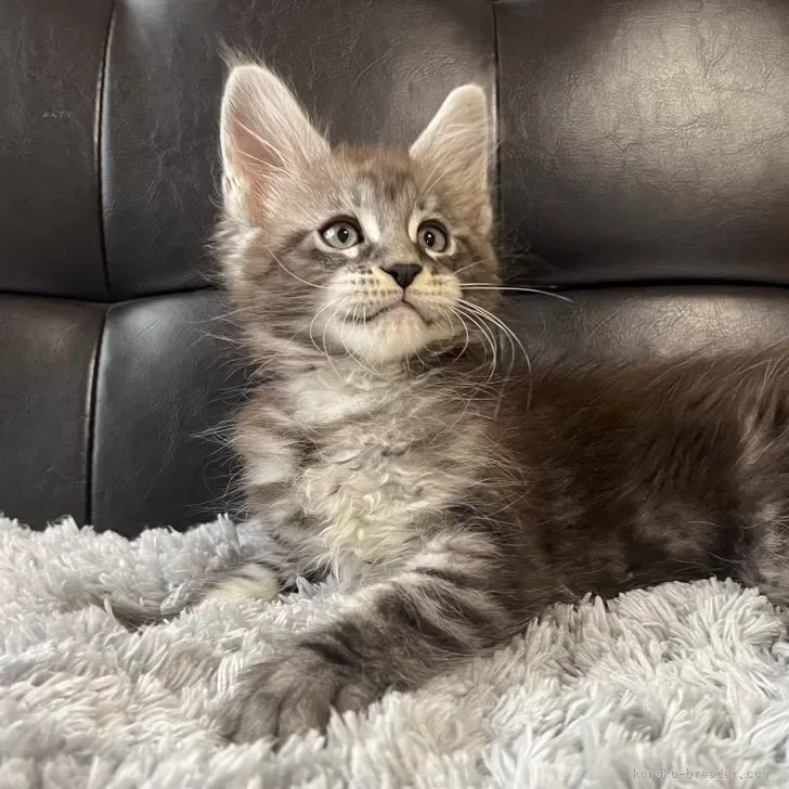 ID：2412-01854の子猫