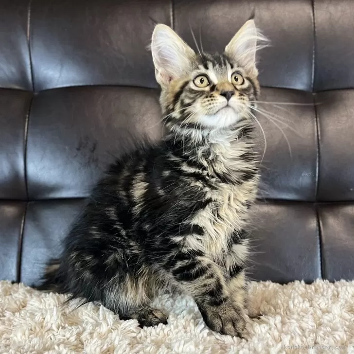 ぬこきゃわ 様のお迎えした子猫