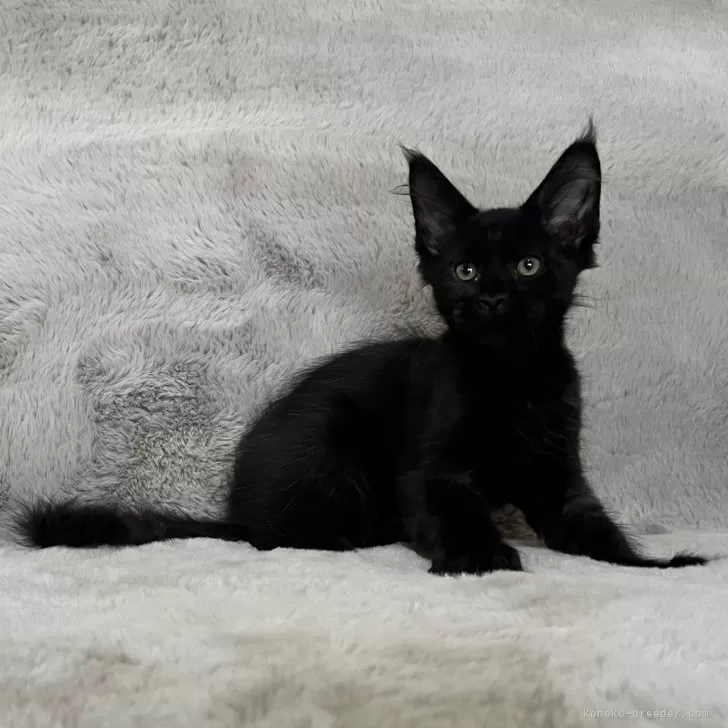 ID：2508-00259の子猫