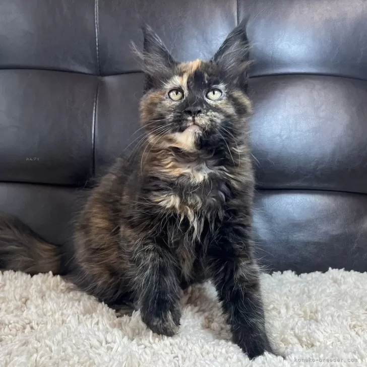 ID：2503-02919の子猫