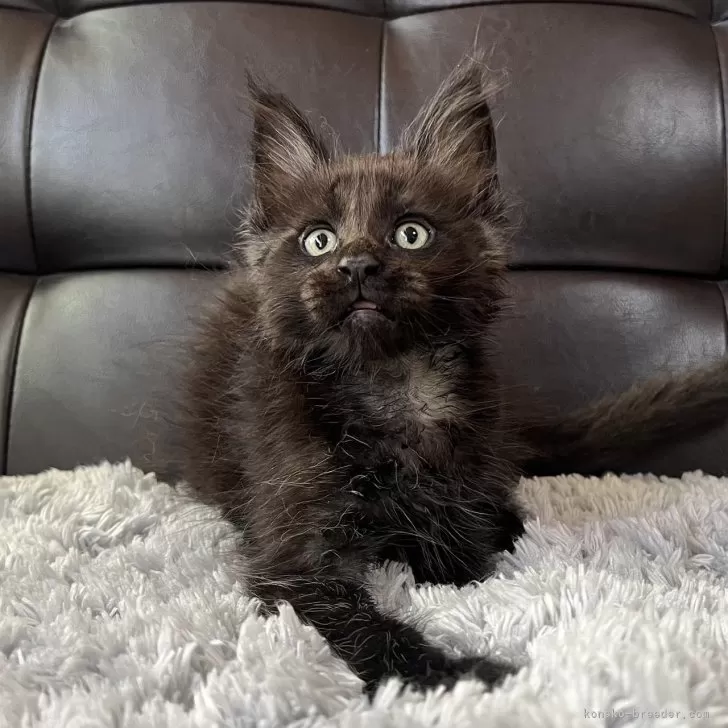 ID：2504-02319の子猫