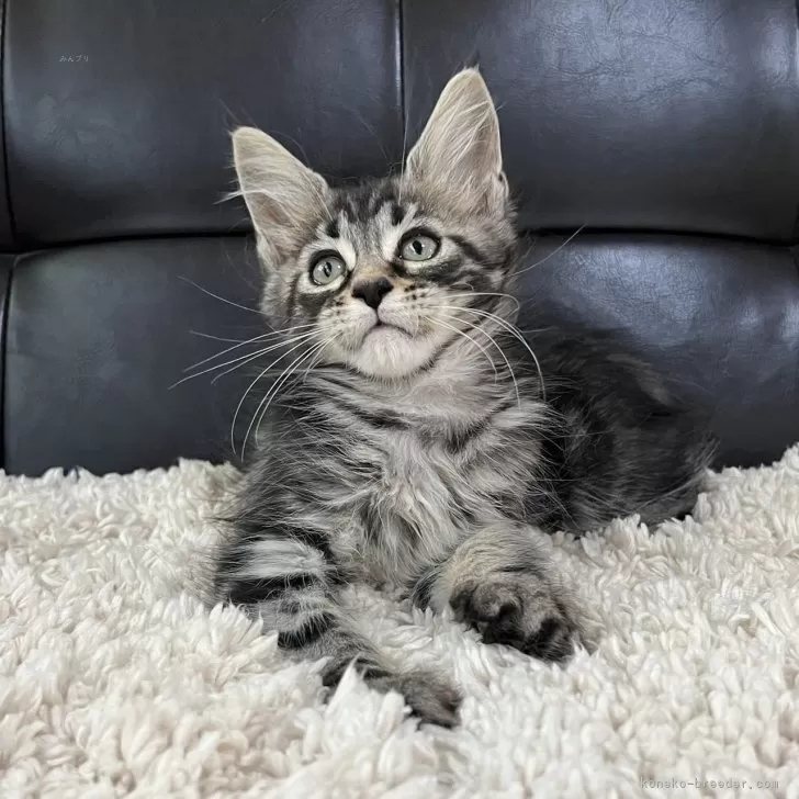 ID：2505-03710の子猫