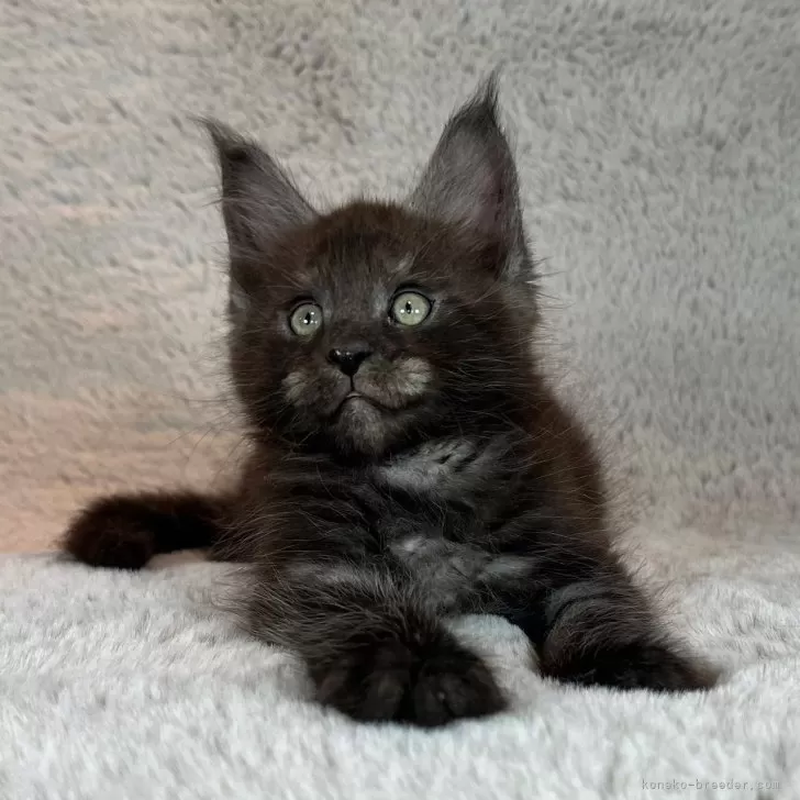 wang 様のお迎えした子猫