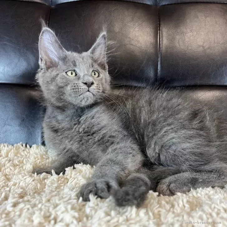 ID:2507-01496の子猫