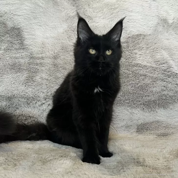 ID：2508-00251の子猫