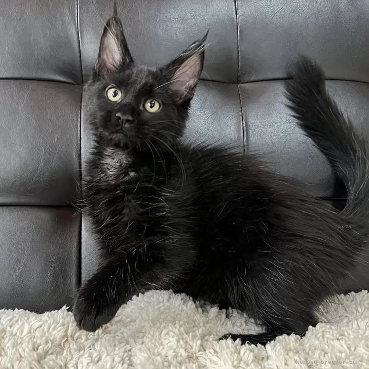 ID:2501-02460の子猫