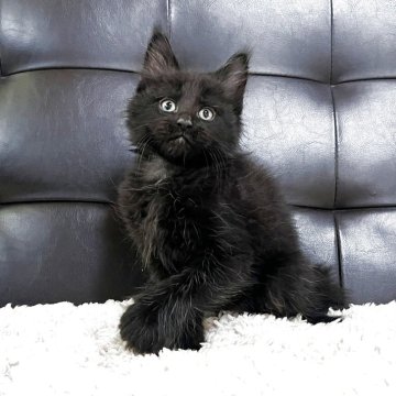 メインクーン【愛知県・男の子・2025年3月6日・ブラック】の写真「ムファサbaby 🖤」