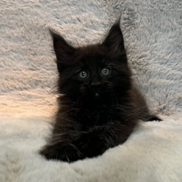 メインクーン【愛知県・男の子・2025年7月10日・ブラック】の写真「ムファサBaby🖤遊ぶの大好き❣️」