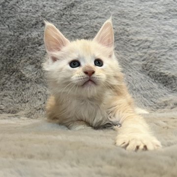 メインクーン【愛知県・男の子・2025年10月27日・クリームタビー】の写真「アハディBaby🩶」