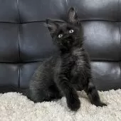 メインクーン【愛知県・女の子・2025年3月16日・ブラックスモーク】の写真2