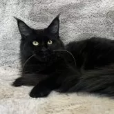 メインクーン【愛知県・女の子・2025年3月16日・ブラックスモーク】の写真2