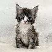 メインクーン【愛知県・男の子・2026年2月7日・シルバータビー&ホワイト】の写真3