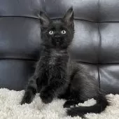 メインクーン【愛知県・女の子・2025年3月16日・ブラックスモーク】の写真3