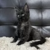 メインクーン【愛知県・女の子・2025年3月16日・ブラックスモーク】の写真5