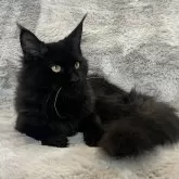 メインクーン【愛知県・女の子・2025年3月16日・ブラックスモーク】の写真5