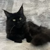 メインクーン【愛知県・女の子・2025年3月16日・ブラックスモーク】の写真6