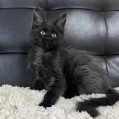 メインクーン【愛知県・女の子・2025年3月16日・ブラックスモーク】の写真7