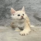 メインクーン【愛知県・男の子・2025年10月27日・クリームタビー】の写真7