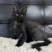 メインクーン【愛知県・女の子・2025年3月16日・ブラックスモーク】の写真8