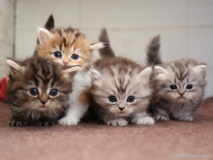 星野勉ブリーダー