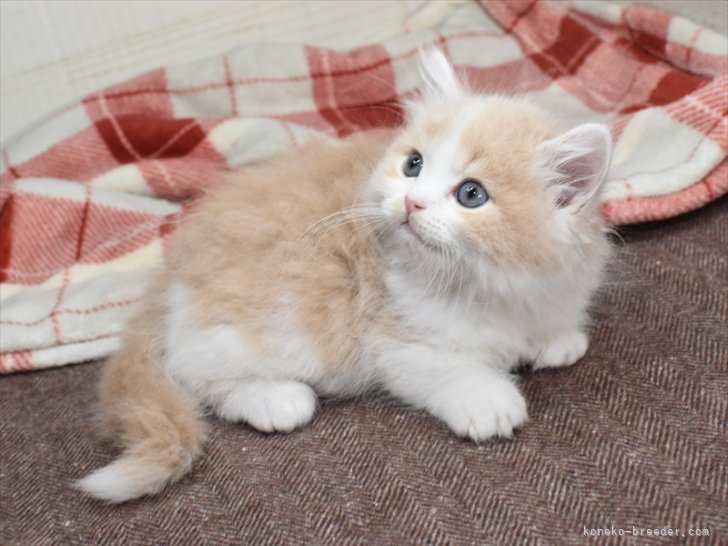 星野　勉(ほしの　つとむ)ブリーダー(愛知県・マンチカンなど・JCU/JABC登録)の紹介写真2