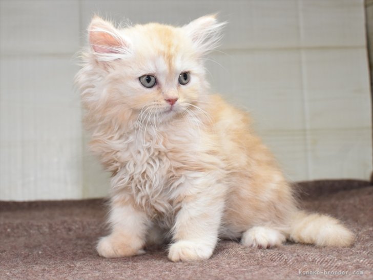 星野　勉(ほしの　つとむ)ブリーダー(愛知県・マンチカンなど・JCU/JABC登録)の紹介写真7