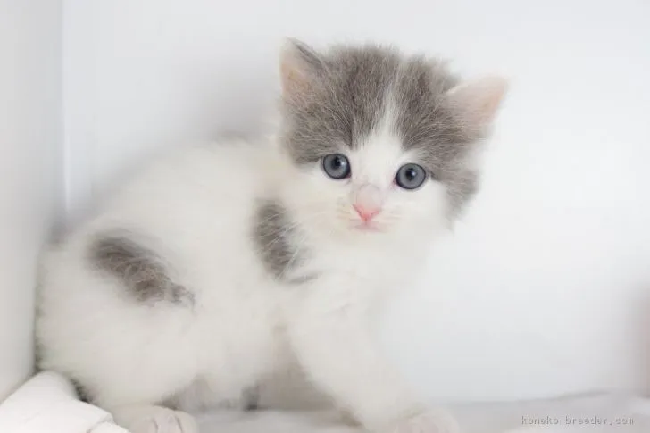 ID:1804-01054の子猫