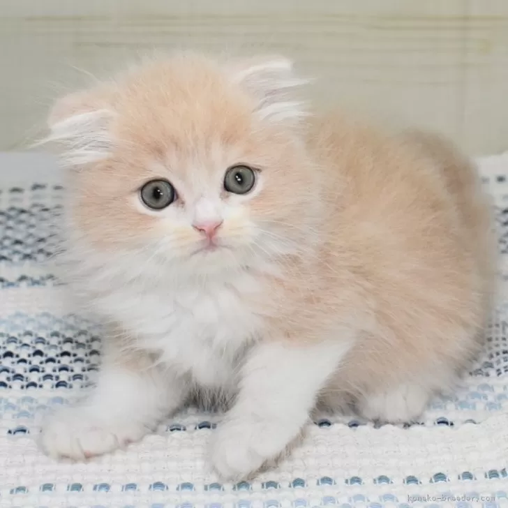 ID:2408-00665の子猫