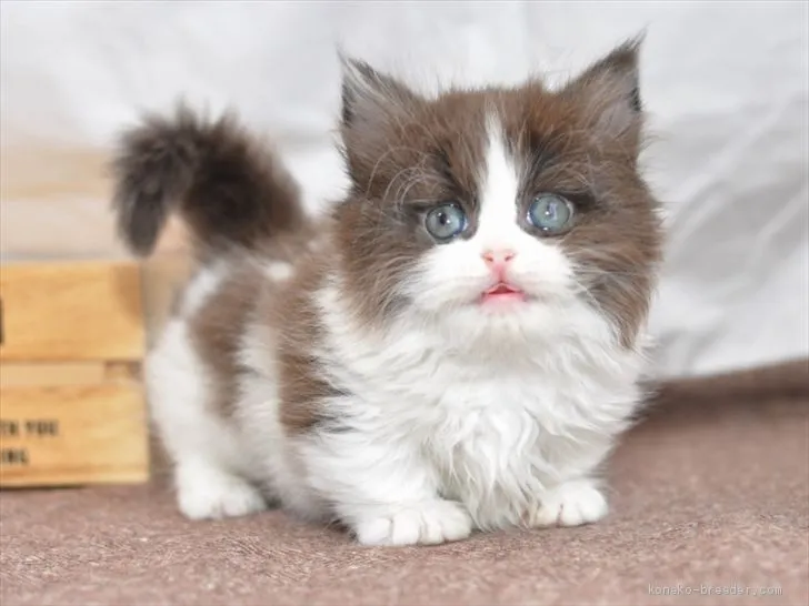 ID：2002-00552の子猫