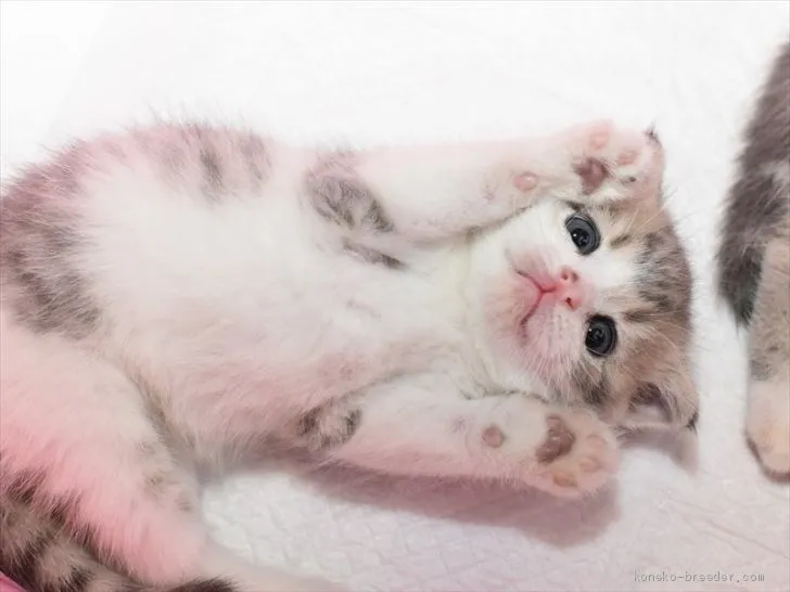 ID：2010-00703の子猫