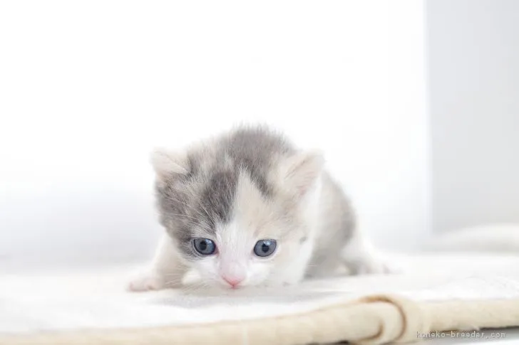 ID:1712-00544の子猫