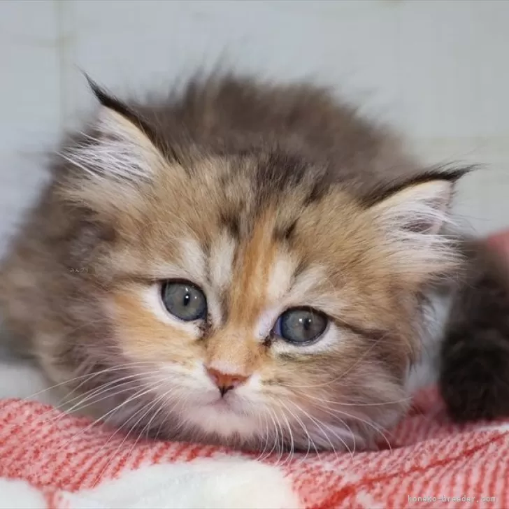 ID:2410-02589の子猫