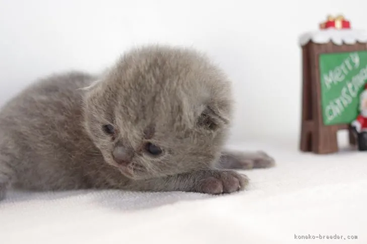 ID:1812-00555の子猫