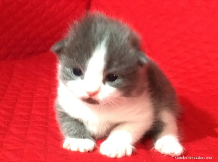 ID:1612-00252の子猫