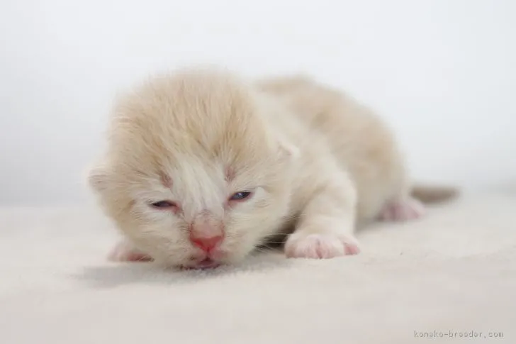 ID:1708-00881の子猫