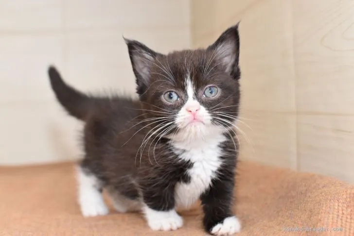 ID：2006-00679の子猫